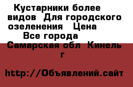 Кустарники более 100 видов. Для городского озеленения › Цена ­ 70 - Все города  »    . Самарская обл.,Кинель г.